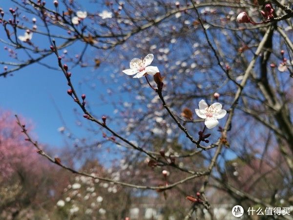 正当时|游园惊梦：春来到，赏梅正当时