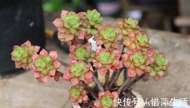 叶芯|夏季养多肉,“保命”是关键,做好4要点,轻松度过“生死劫”