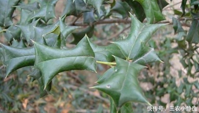 喜欢|这树挺稀奇! 农民讨厌它, 中医喜欢它, 但最喜欢它的还是西方人