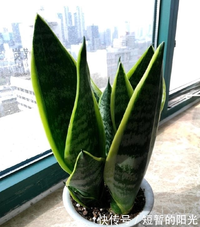 见证奇迹的时刻到了,三种不一样的盆养虎皮兰