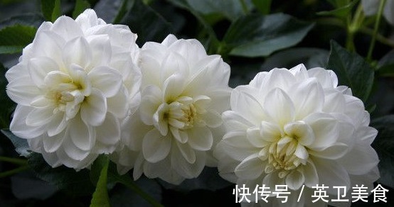 大丽花|养花就养“绝美”的,花卉品种繁多,花朵硕大花色浓艳,美翻了