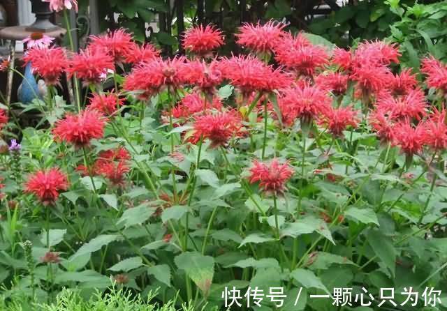 养花试试这几款,外形独特,不需要经常浇水,还能开出紫色的花