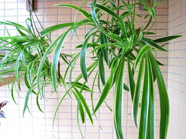 这3种花养久了要“换盆”,老根旧根修剪掉,干尖黄叶都不来