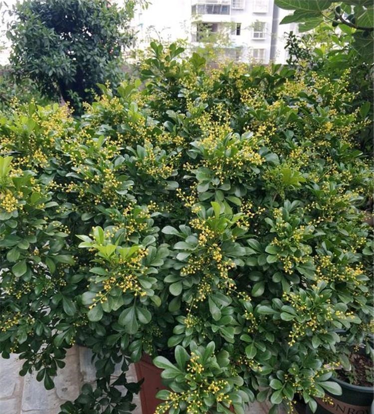 下雨天,这些花快扔出去,淋一淋,呼呼冒新芽,花开一大盆