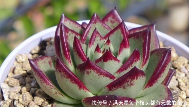 适合新手养护的4款经典多肉,便宜好养易上色,花友几乎都养过