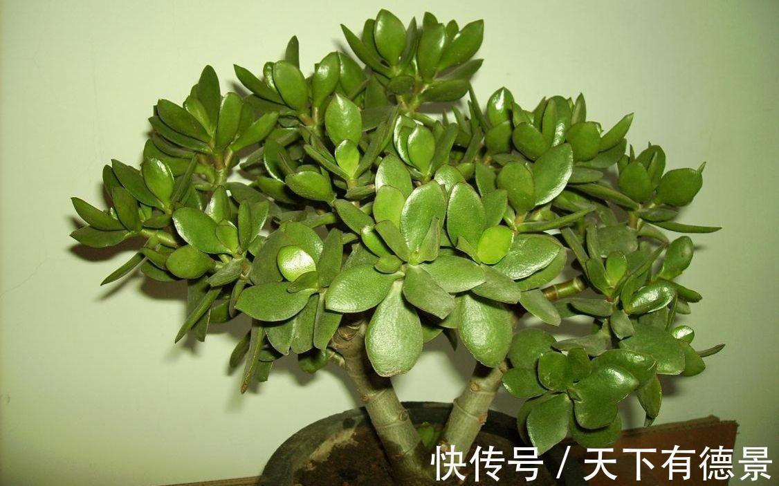 姬红花月叶色红艳,株型低矮,观赏性比绿玉树更胜一筹