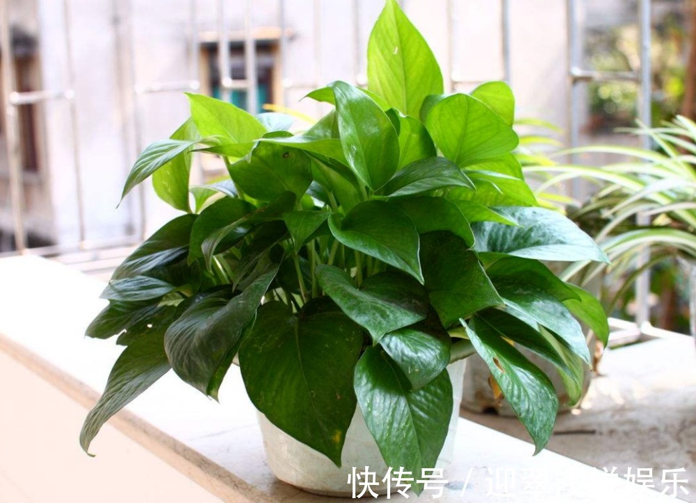 有这些“特征”的人不适合养花,一般养一盆死一盆