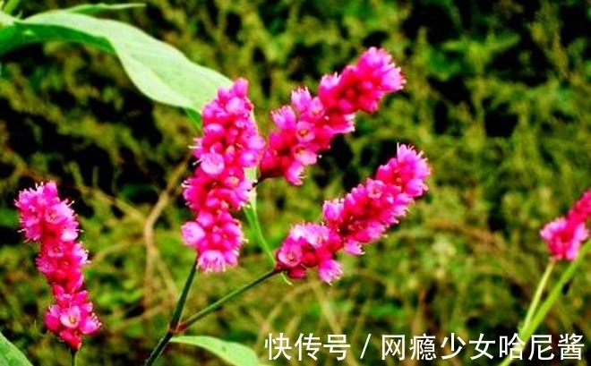 果实|怀揣一颗草木闲情,徜徉于花开花落间