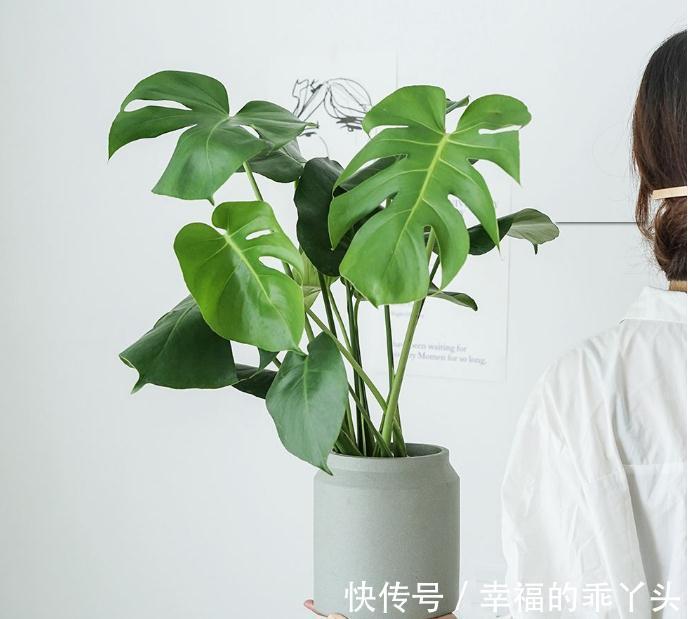 12月底了,养花就养龟背竹,暖气房里盆栽,多浇水长得又快又旺