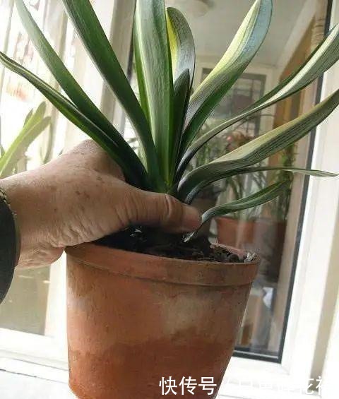 春天养君子兰，讲究4处“透气”，做好了就枝繁叶茂