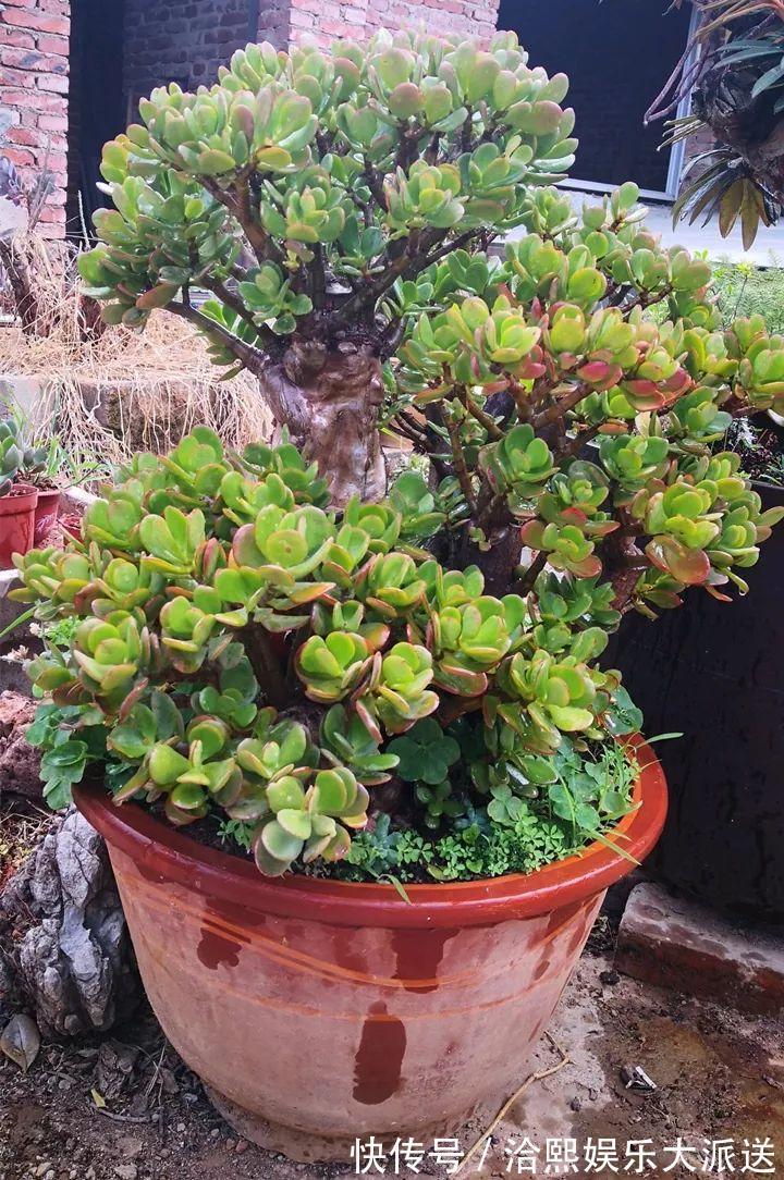 玉树|在家养玉树，记得每月砍一刀，半年长成老桩！