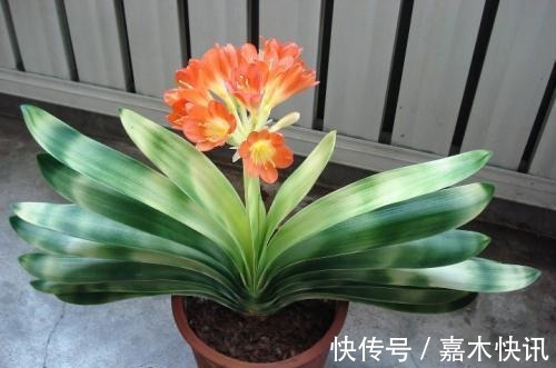 养君子兰加点料,叶片绿油油长得旺,懒人的福音!