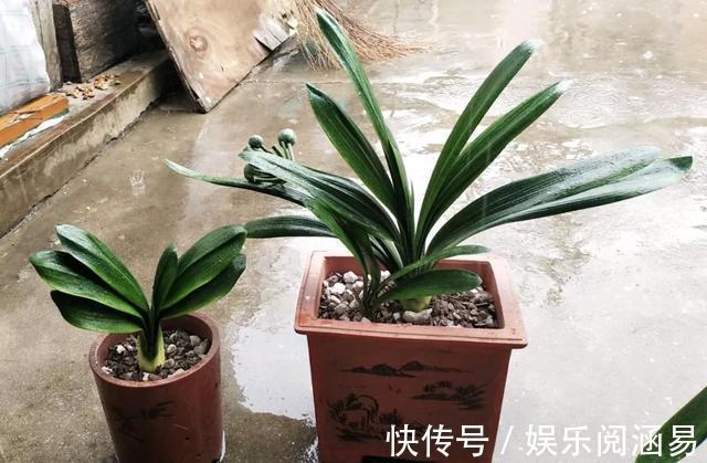 10种不能淋雨的花,淋完雨就死,盆栽养花注意事项