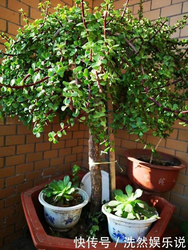 老桩|金枝玉叶又能派上“大用场”,嫁接几根太阳花,变成老桩“花柱”