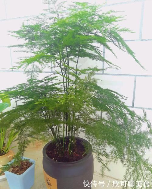 养文竹绿萝,“1种”颗粒撒盆里,叶子油绿一整年,越长越旺