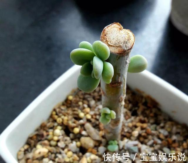 多肉养了一年不见长，来次狠心手术，立马就变样