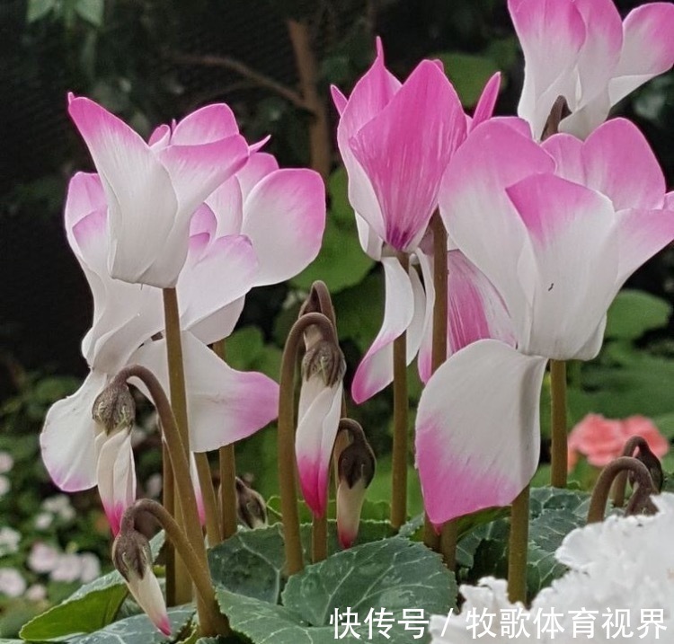 寓意|过年之前,给家里养上6种花,花朵红红火火、寓意美好