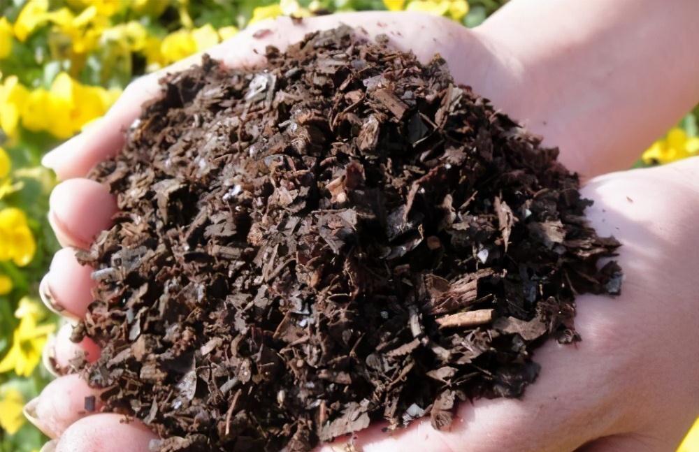 养花时,就用4类沤料,越臭越好养花,养啥都旺得快