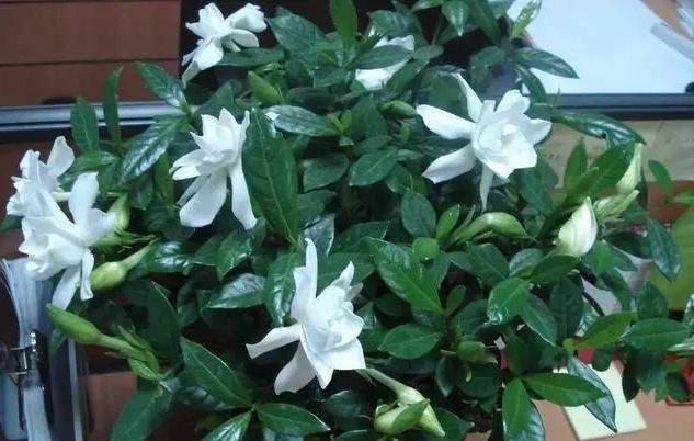 养好栀子花，要天天“风流”，不黄叶不烂根，,一次开花上百朵