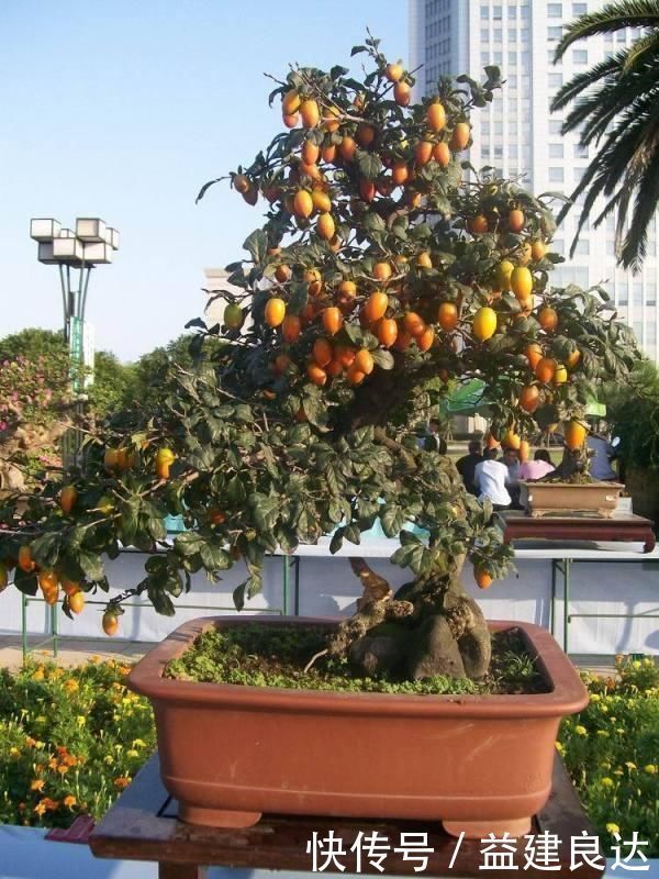 极品水果盆景,这辈子能有一盆,就值了