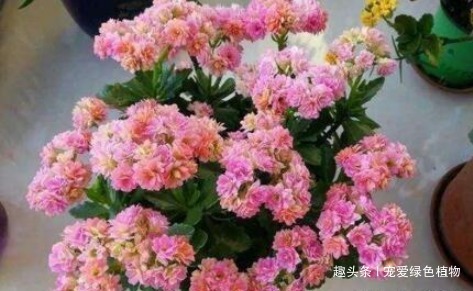 养长寿花,盆里滴5滴“它”,1年不施肥,也能开“爆盆”!