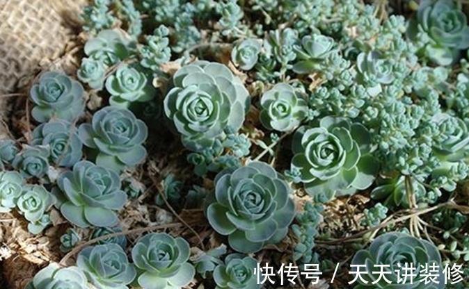 莲华|子持莲华是瓦松属多肉植物的颜值担当,夏季可生长,好养易群生