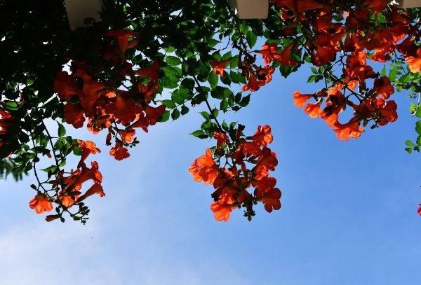 解放公园 谁道人间四月芳菲尽？武汉六月盛芳菲