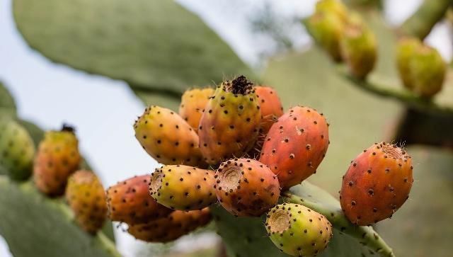 葛根|女人进入更年期,多吃5物,或能延缓衰老,告别“黄脸婆”