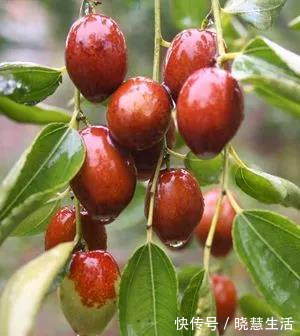 失眠|常吃这几种水果,一觉睡到天亮不失眠,省下无数补品钱!