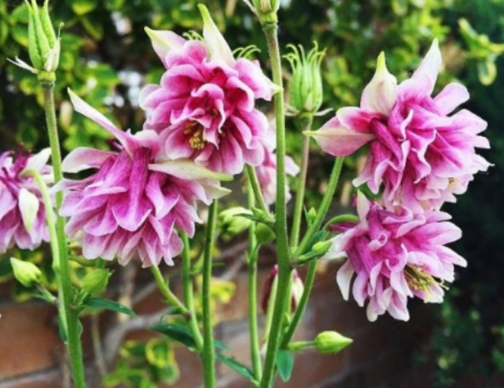 养花就养这几款，花朵小巧玲珑，花姿妖娆，四季繁花似锦