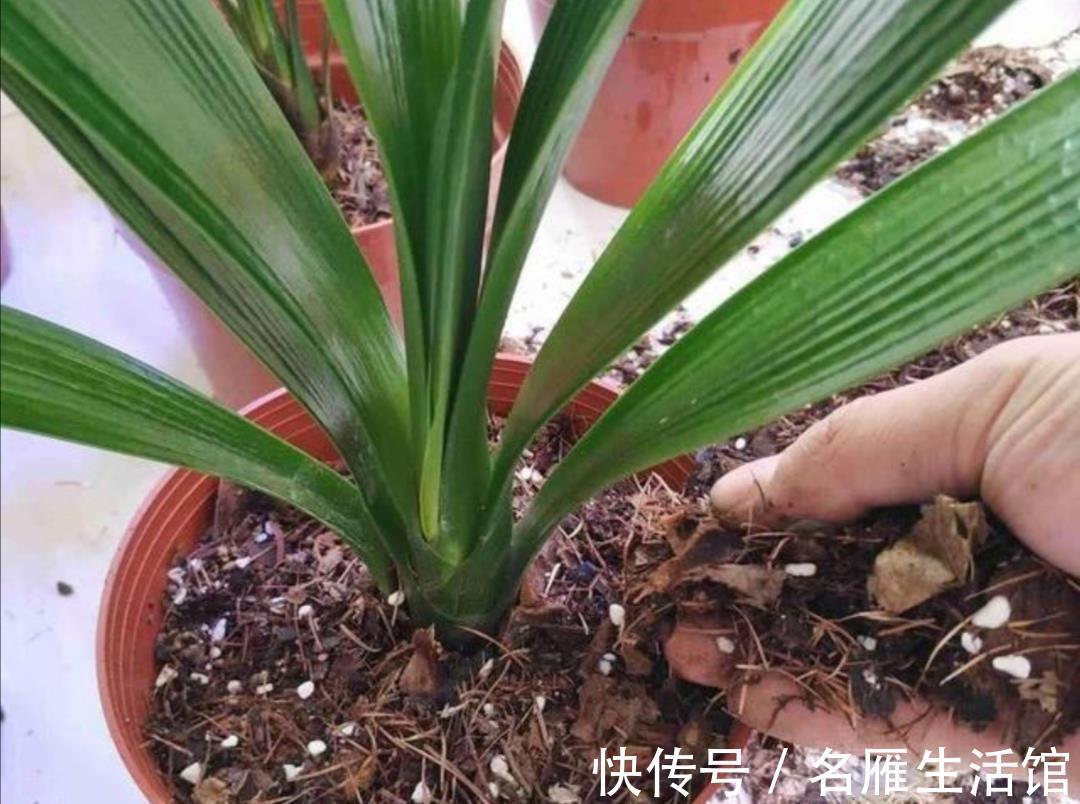 病害|换下来的旧花土不要扔，简单处理一下，还能再用