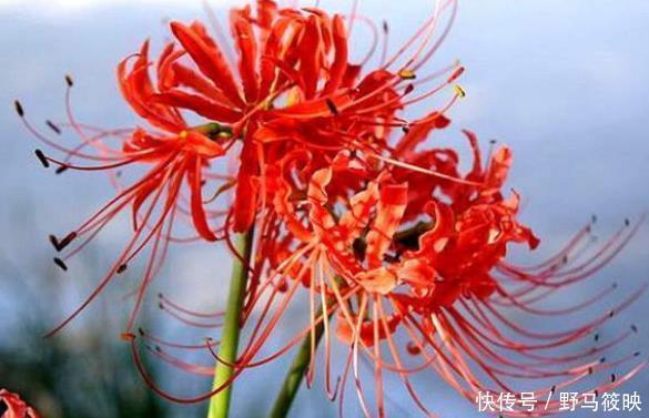 家里若有这些绿植,赶紧扔掉,外表虽好看,却对健康没好处