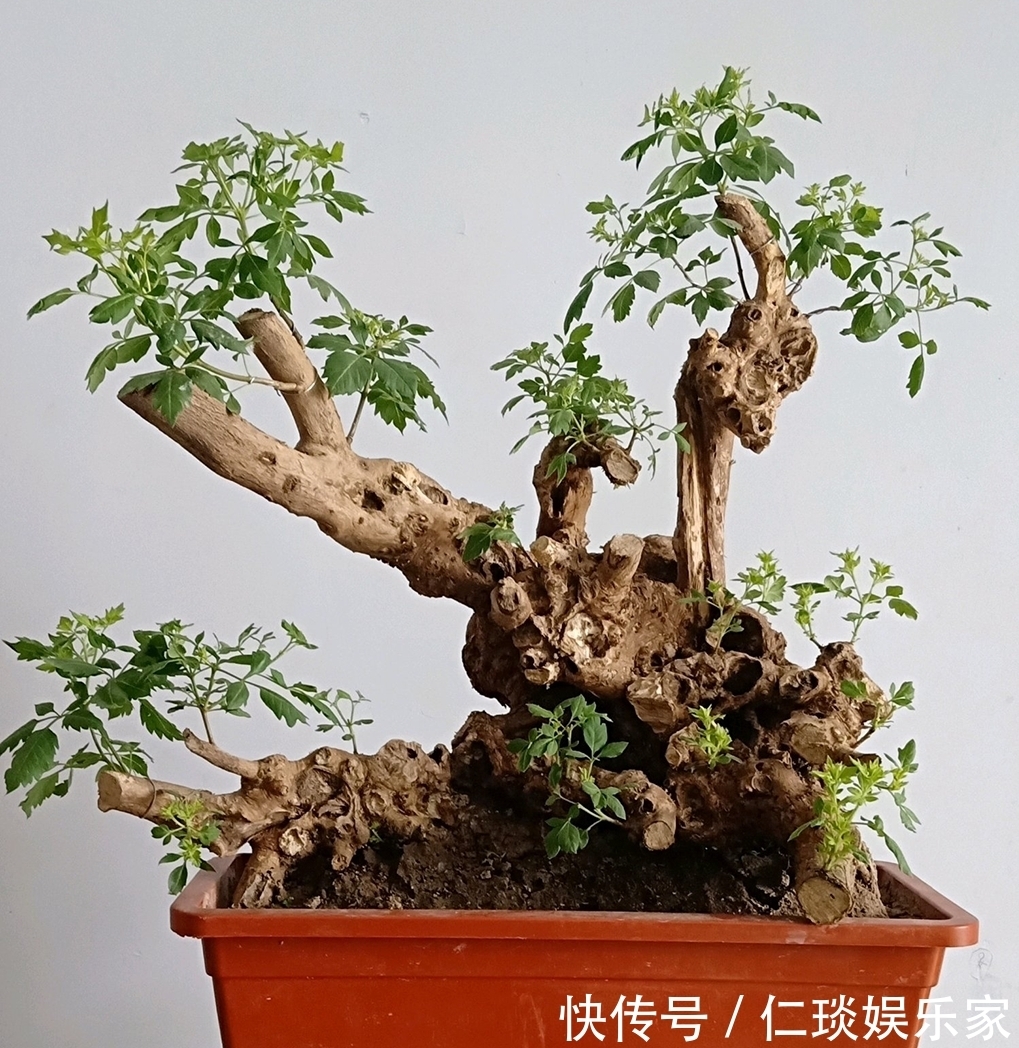 修剪黄荆老桩头你还在用草木灰涂抹剪口吗伤口愈合剂了解一下