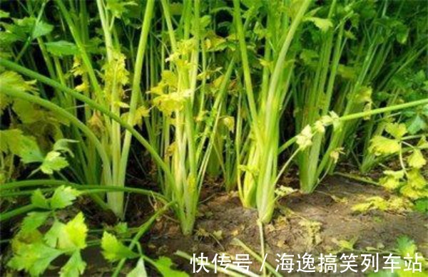 发物|茄子是骨质疏松的“发物”?医生:想要骨骼好,尽量远离3种食物