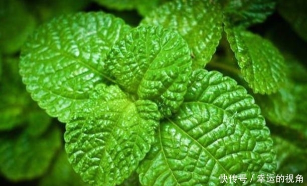 聪明人爱吃3种食物，美容养颜、延缓衰老，身体棒棒哒！