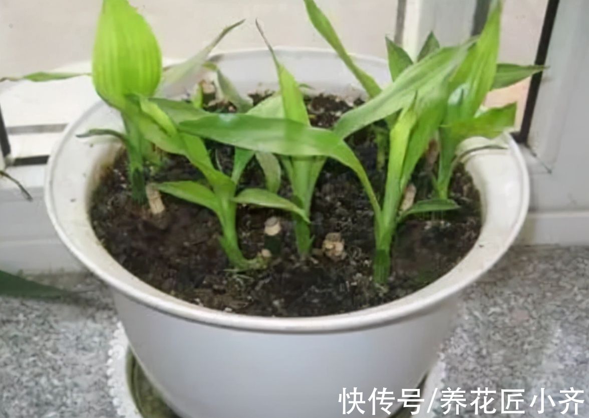 养花4种水,冬季养花不要用,它是肥但不是你这样使用