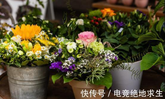 勿忘我勿忘我|农历十一月大雪过后，养什么花？家里养3种花，事事顺心快快乐乐