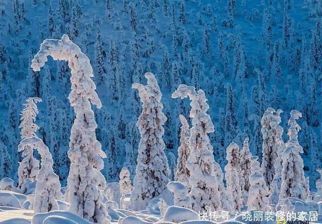 不胜|大雪｜巧穿帘罅如相觅，重压林梢欲不胜