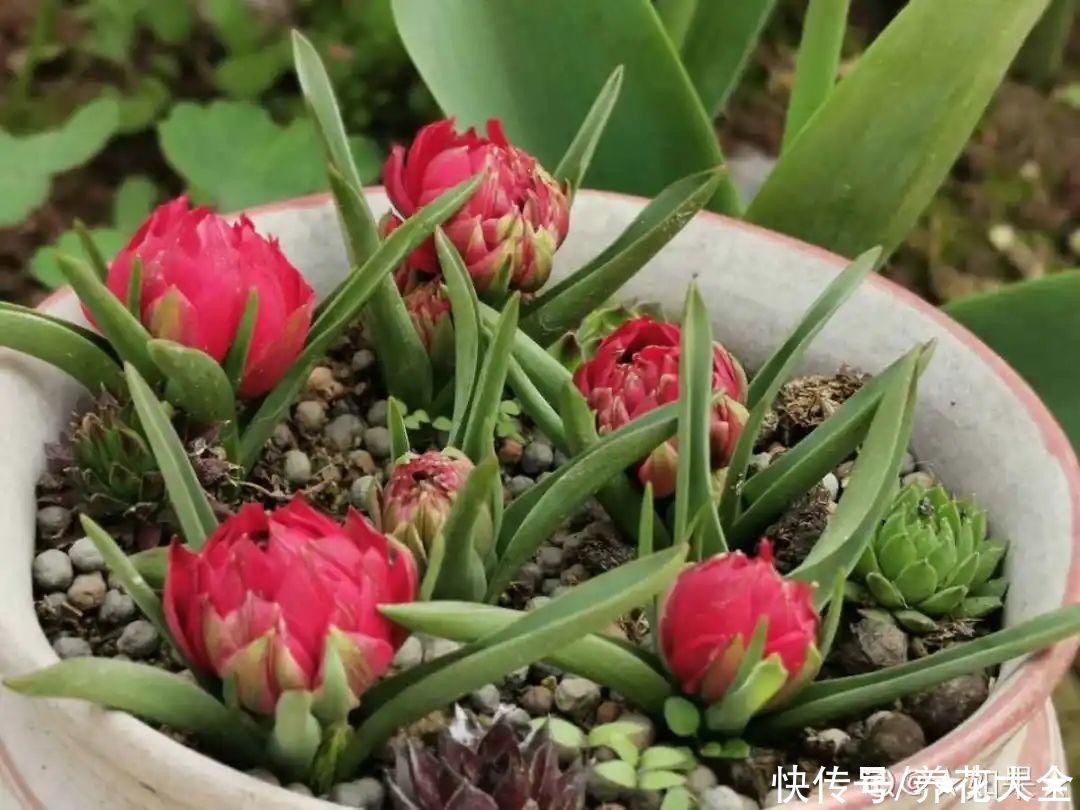 上万块的蟹爪兰，开花像烟花，养过的人不多