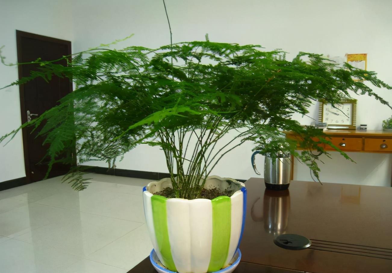 花友们|养文竹，不注意此3点，叶片枯黄，植株没精神、长势见阻