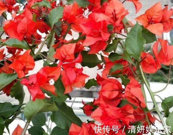 爆盆|三角梅不开花采用“饥饿”法促进生根，快速萌芽开爆盆