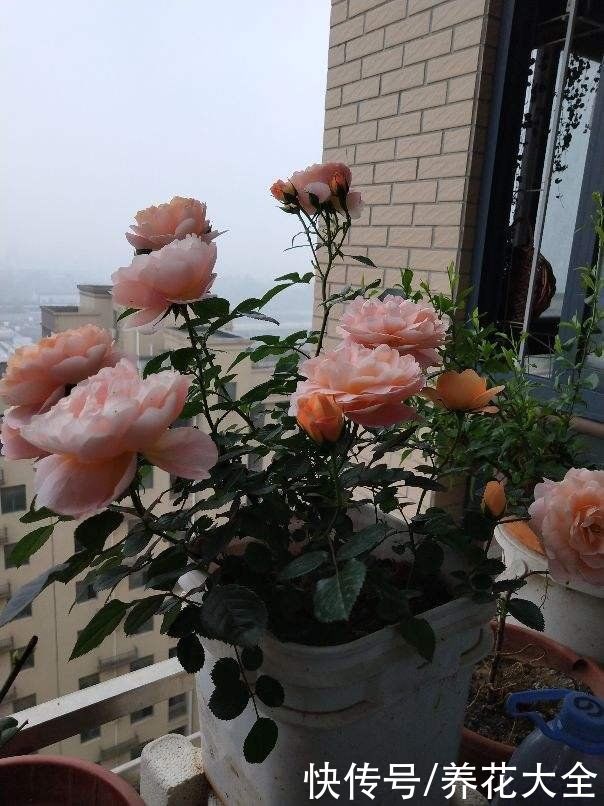 养花高手的5个好习惯，千万别小看，植物特别受用