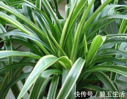 三种水号称养花神器，比花肥效果好用100倍，养啥都能轻松长不停