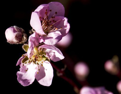 桃花|到了2021年，4属相运势上上签，桃花进门，财源滚滚，日子红火