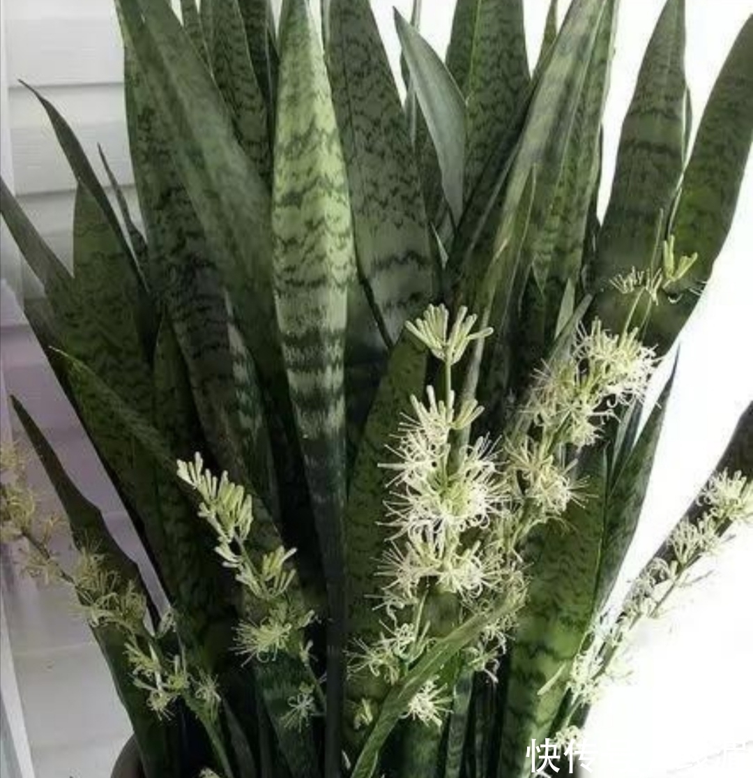 虎皮兰漂亮又好养,只要记住几个养护要点,长得旺盛,叶子亮丽