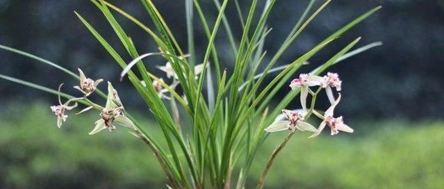 老爸用这个植料养兰,呼呼冒出大白根,又壮又多