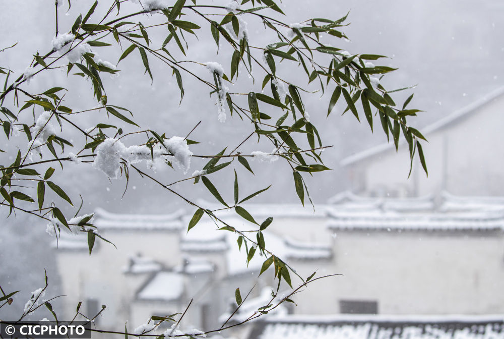 陈泉霖|冬景如画