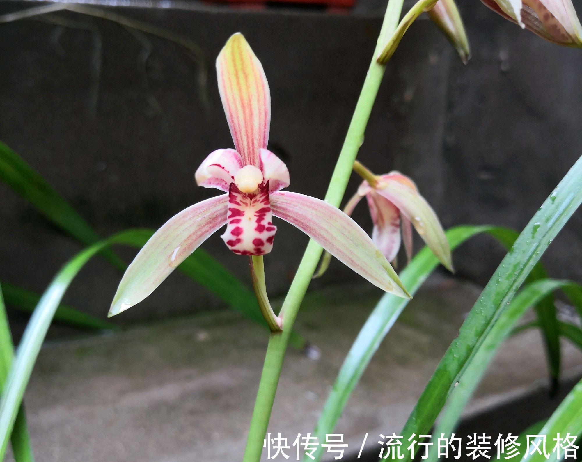 休眠|兰花的叶片底端变黄变枯，兰花在夏季度夏实在难