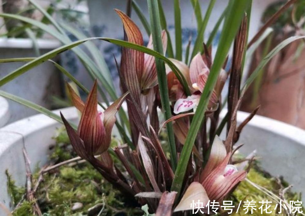 秋天养兰花，掌握4个“小技巧”，植株长势旺，更容易开花
