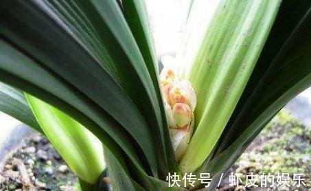养君子兰,抓住3个细节,用上2勺粉末,花箭抽不停